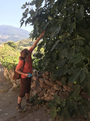 Picking fresh figs along El Cinque Llac - Catalonia