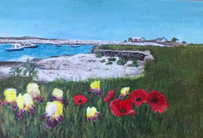 Star Island Iris and Poppy garden