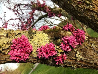 Springtime in Tennessee - 3 1/2 months