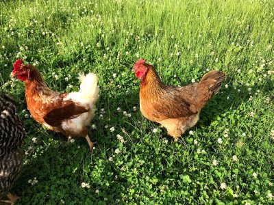 Buttermilk Road free range gals...