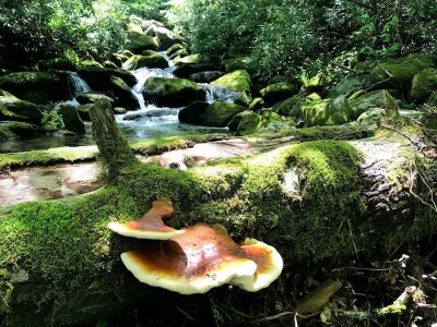 3 day/night hiking retreat ~ Great Smoky Mountains National Park