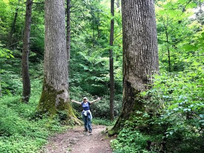 Big old growth, Albright Grove - Great Smoky Mountains National Park