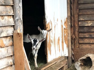Maine Downeast Dairy farms
