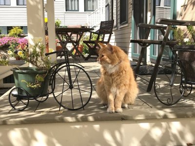 Backdoor neighbor Ruffino, The one eyed cat's best side...