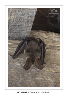 Great-eared bat