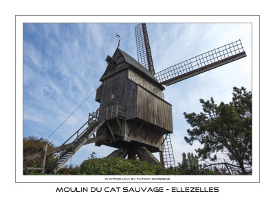 Focus op Le Cat Sauvage in Ellezelles