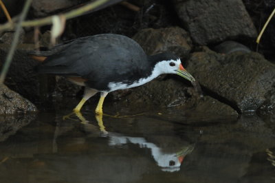 white-breasted waterhen