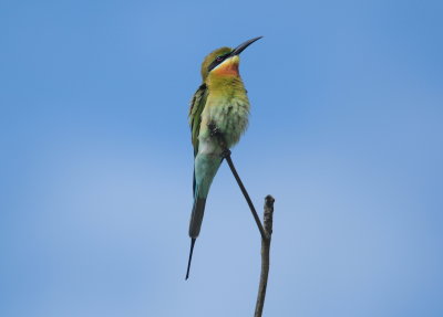blue-tailed bee-eater