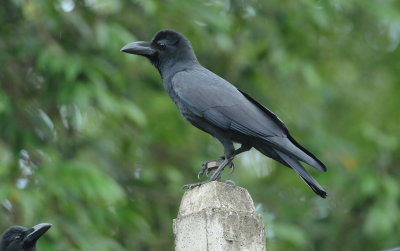 large-billed crow