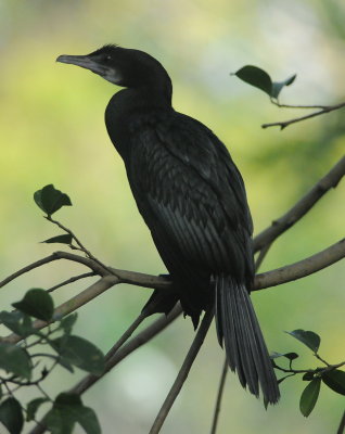 Asian cormorant