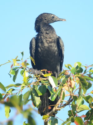 little cormorant