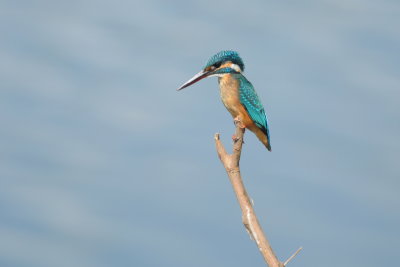 common kingfisher