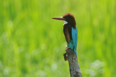 white-bellied kingfisher