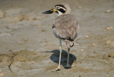 great thick-knee