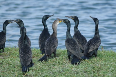 Indian cormorant