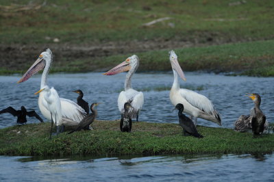 spot-billed pelican