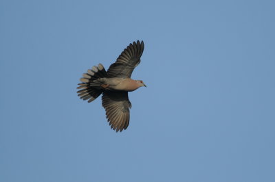 red-eyed dove