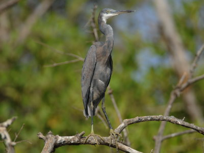 Western reef heron