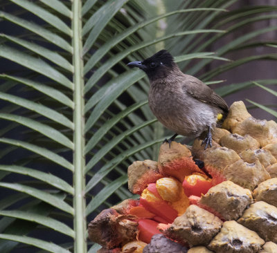 Common Bulbul_Manyoni Reserve