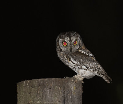 African Scops Owl_Manyoni Reserve