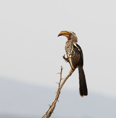 Southern Yellow-billed Hornbill_Manyoni Reserve