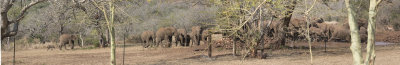 Elephants arriving at ZH waterhole