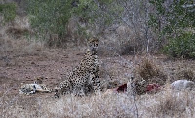 Cheetah_Manyoni Reserve