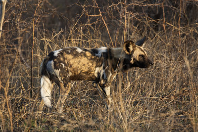 African Wild Dog_Manyoni Reserve