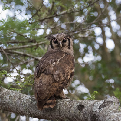 Verraux's Eagle-owl_Manyoni Reserve