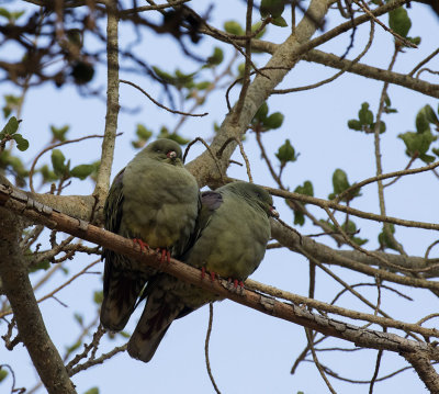 African Green Pigeon_Manyoni Reserve
