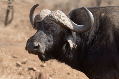 African Buffalo_Manyoni Reserve