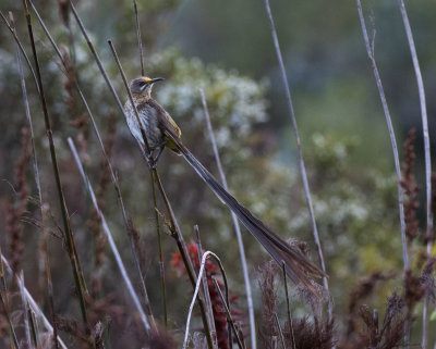 Cape Sugarbird_Kirstenbosch