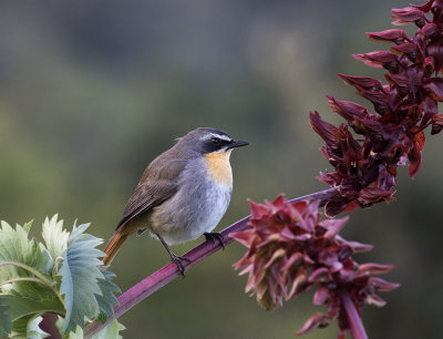 Cape Robin-chat_Kirstenbosch
