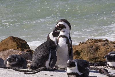South African Penguin_Stony Point