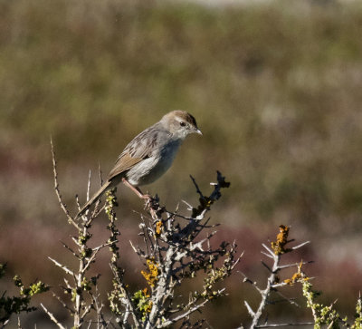 Red-headed Cisticola_West Coast NP