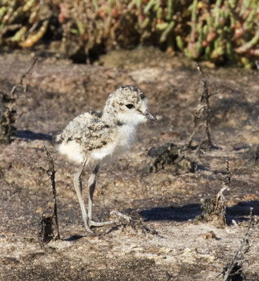 Kittlitz's Plover chick_West Coast NP