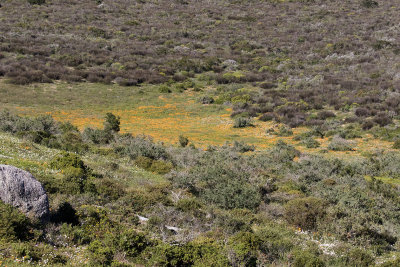 Flowers_West Coast NP