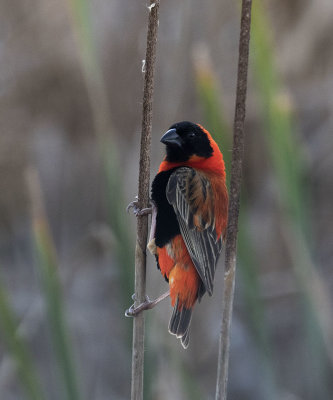 Southern Red Bishop_West Coast NP