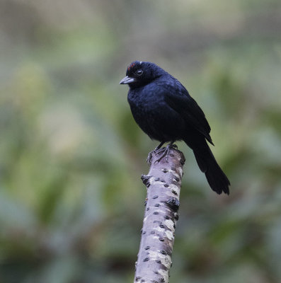 Ruby-crowned Tanager, Itororo Lodge deck