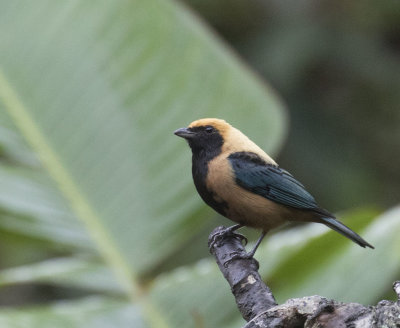 Burnished-Buff Tanager, Itororo Lodge deck