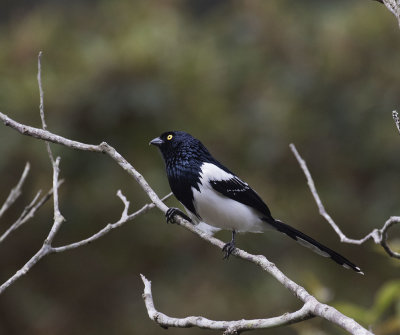 Magpie Tanager, Itororo Lodge deck