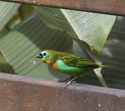 Brassy-breasted Tanager,Itororo Lodge deck