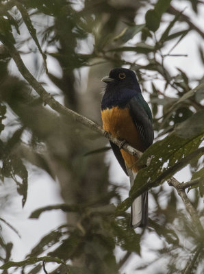 Surucua Trogon, Itororo Lodge trail