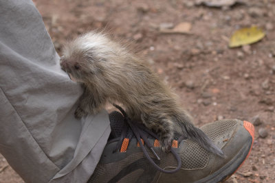 Orange-spined Hairy Dwarf Porcupine starting up Rainier's leg, Itororo Lodge trail