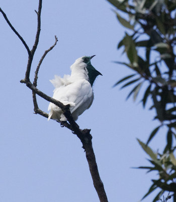 Bare-throated Bellbird calling, Pico da Caleonia