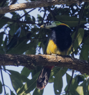 Spot-billed Toucanet, Macae de Cima