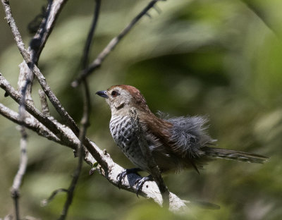 Rufous-capped Antshrike, Macae de Cima