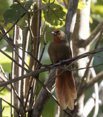 Orange-eyed Thornbird, Macae de Cima