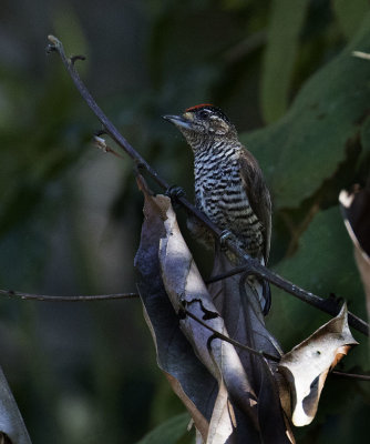 White-barred Piculet, open country north of Nova Friburgo
