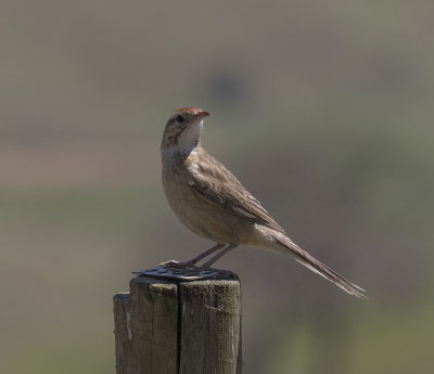 Wing-banded Hornero, open country north of Nova Friburgo